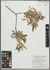 Foto von Salix arbusculoides Andersson